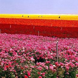 DirectStorage 1.1现已可用于PC 能使用GPU进行解压缩